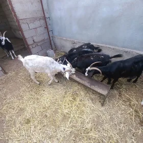 Gysyr geçi, yaşajyk dog