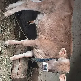 Tohumgolelisygyr