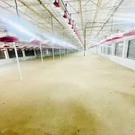 Satlyk Gawers towuk ferma 1 Ga