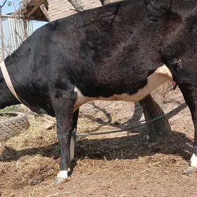 bogaz mal we okuz baklyk