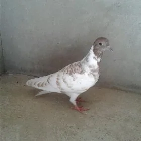Kepderi