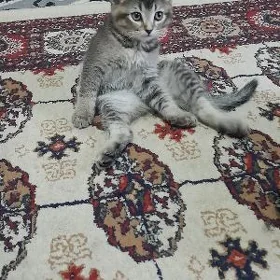 pişikler