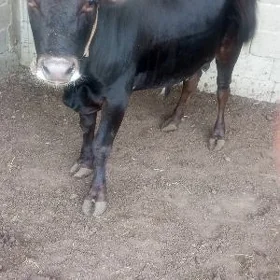 Òkùz bakylan