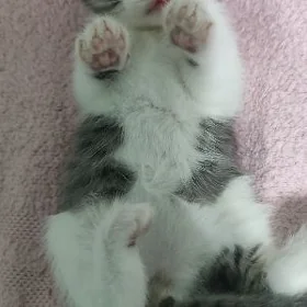 котенок