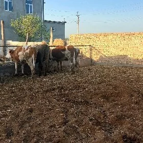 Süýtli mallar