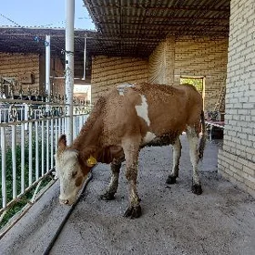 semental tuwe