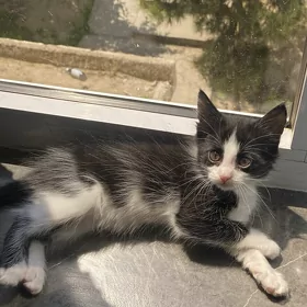 отдам котенка