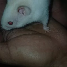 hamicok