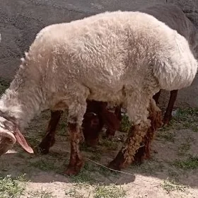 Goç