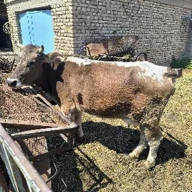 sygyr goleli