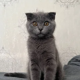 Вислоухий pişik