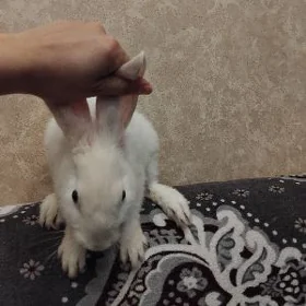 КРОЛИК