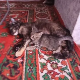 pişik