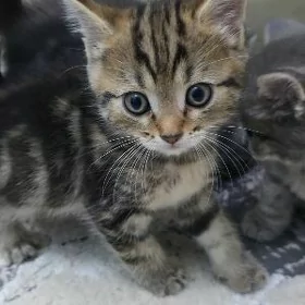 котята pisik