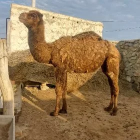 ogşuk