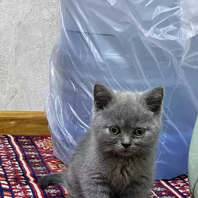 pışık satlanka
