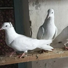 kepderi