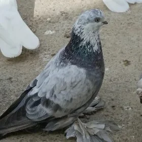 kepderi