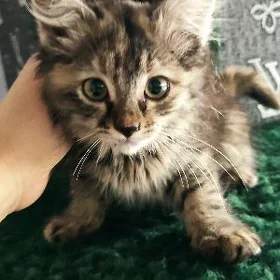 кошечка