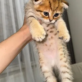 шотландские вислоухие