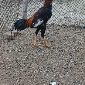 baýsy horoz
