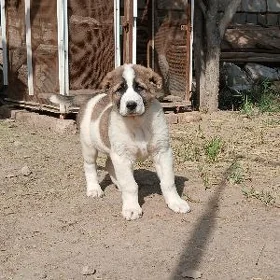 TURKMEN ALABAÝ