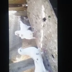 kepderi