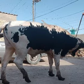 2 yasdan gecen okuz bakylan
