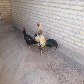 Boysy horaz.towuk