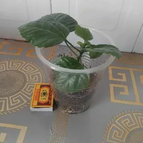 китайская роза