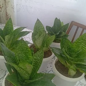 сенсивьра