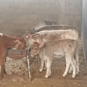 Gölelı sygyrlar