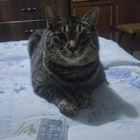 КОТ В ДОБРЫЕ РУКИ