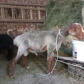 koçgar