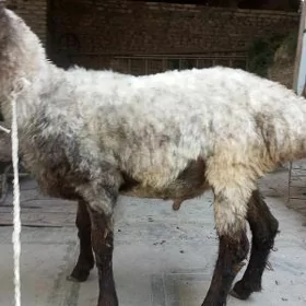 koçgar