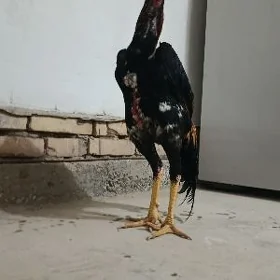 paroda horaz