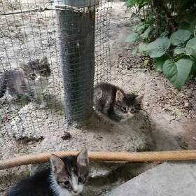 котята