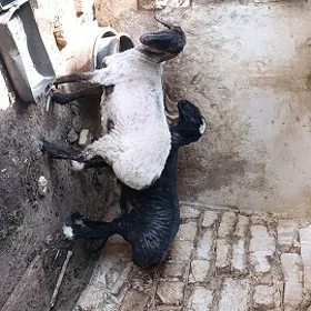 продается барашки