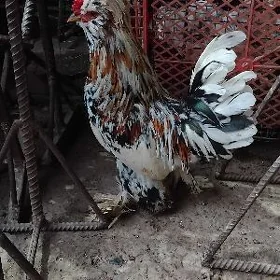 yaponjyk