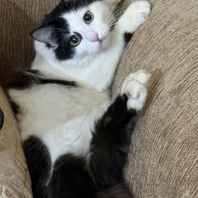 Miyya