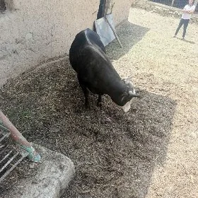 Bakylan ökuz