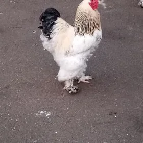BRAMA HOROZ TOWUKLAR