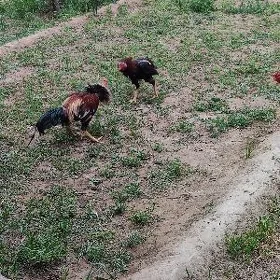 baysow