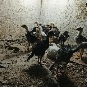 baysow