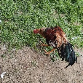 baysow