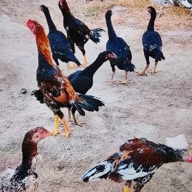 baysow