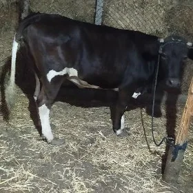 sygyr