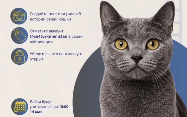 Вниманию кошатников: в Туркменистане проводится онлайн-конкурс истории о питомцах