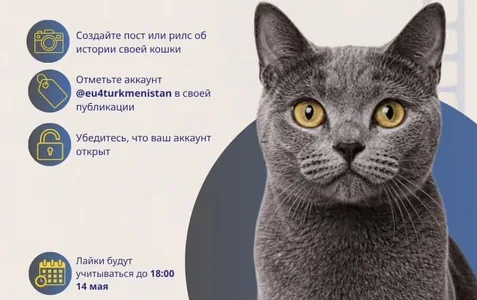 Pişik söýüjileriň bäsleşigi yglan edildi: gatnaşyjylar öz öý haýwany barada gürrüň bermeli