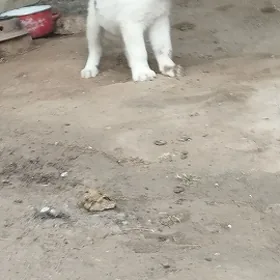 güjük